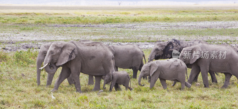 Panorama with large heard of elephants in Amboseli gamamereserve，肯尼亚。